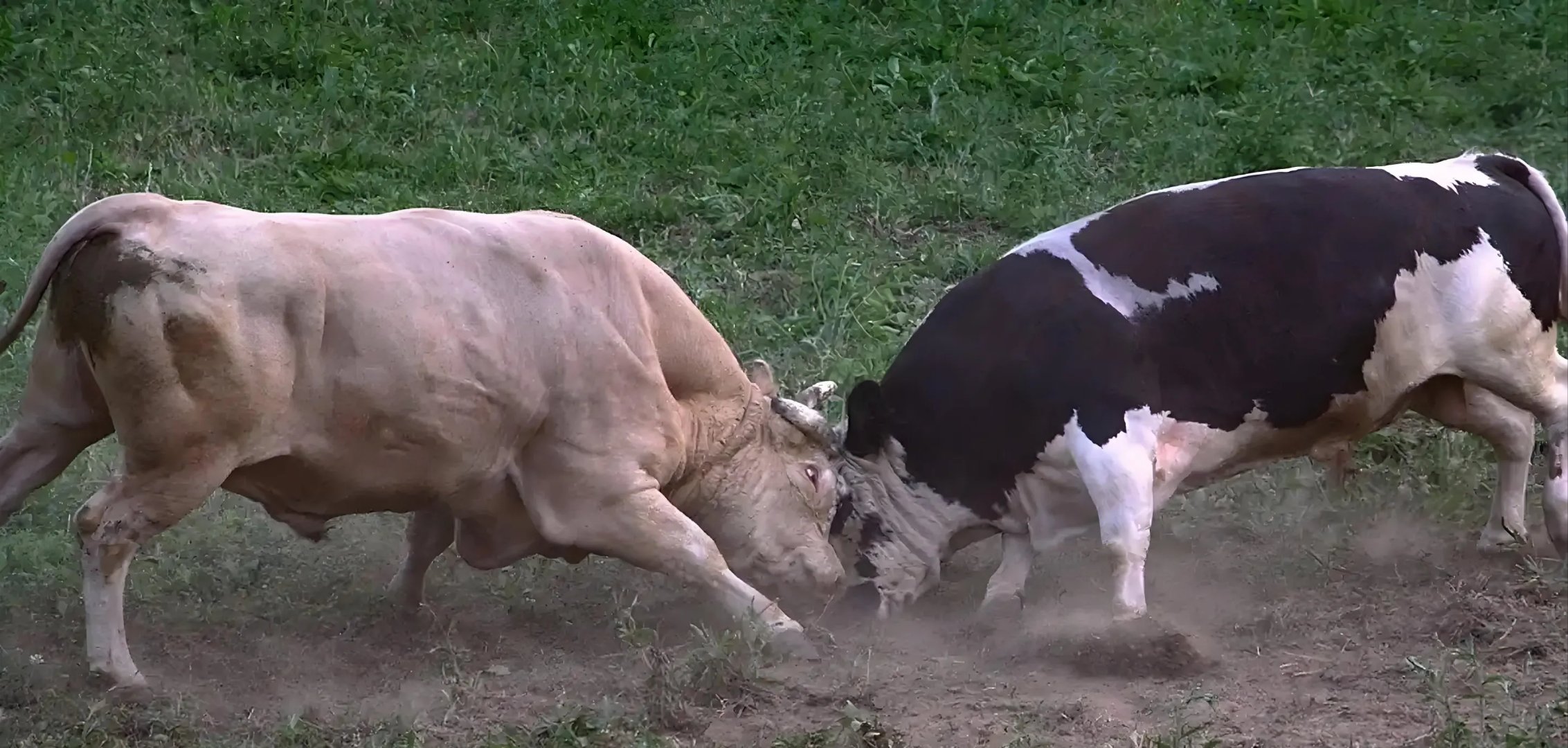 公牛不敌老鹰,遭遇两连败的简单介绍 公牛不敌老鹰,遭遇两连败的简单介绍