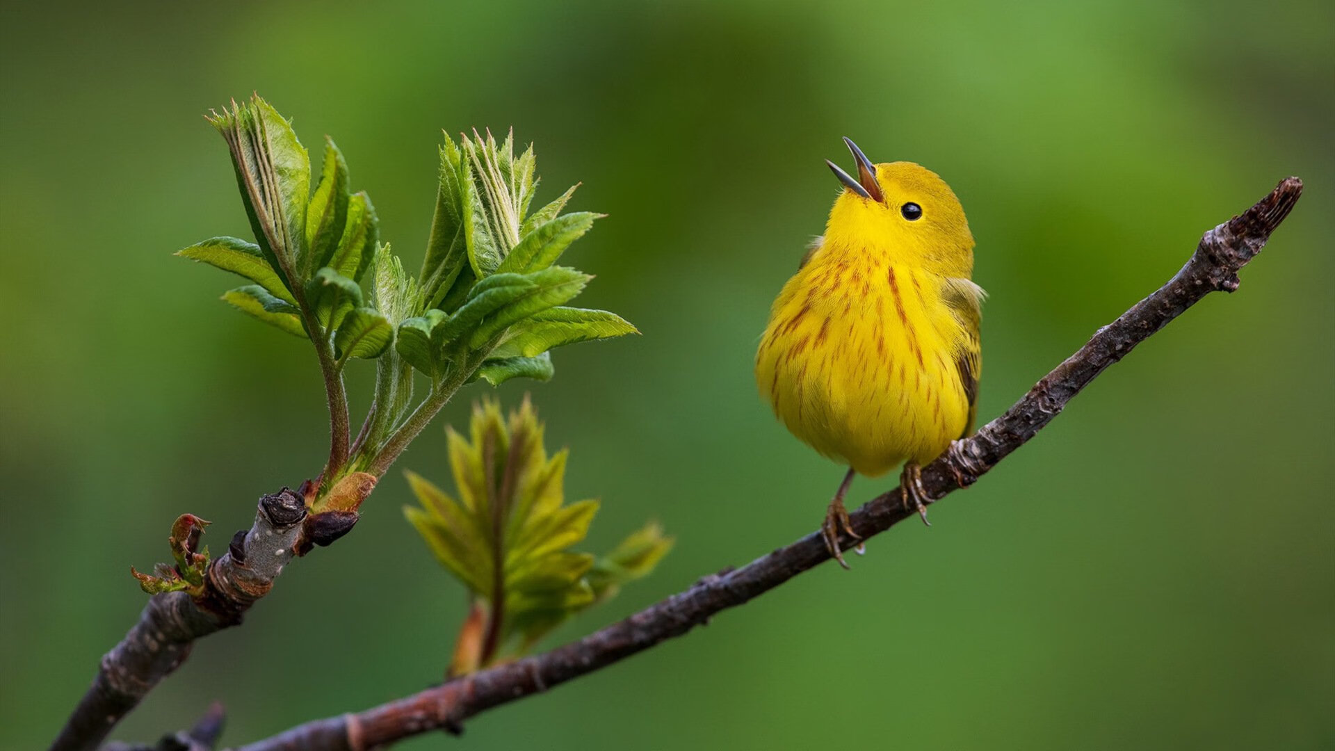 防线绞索，快船用窒息式防守锁死鹈鹕，排名争夺战现新格局