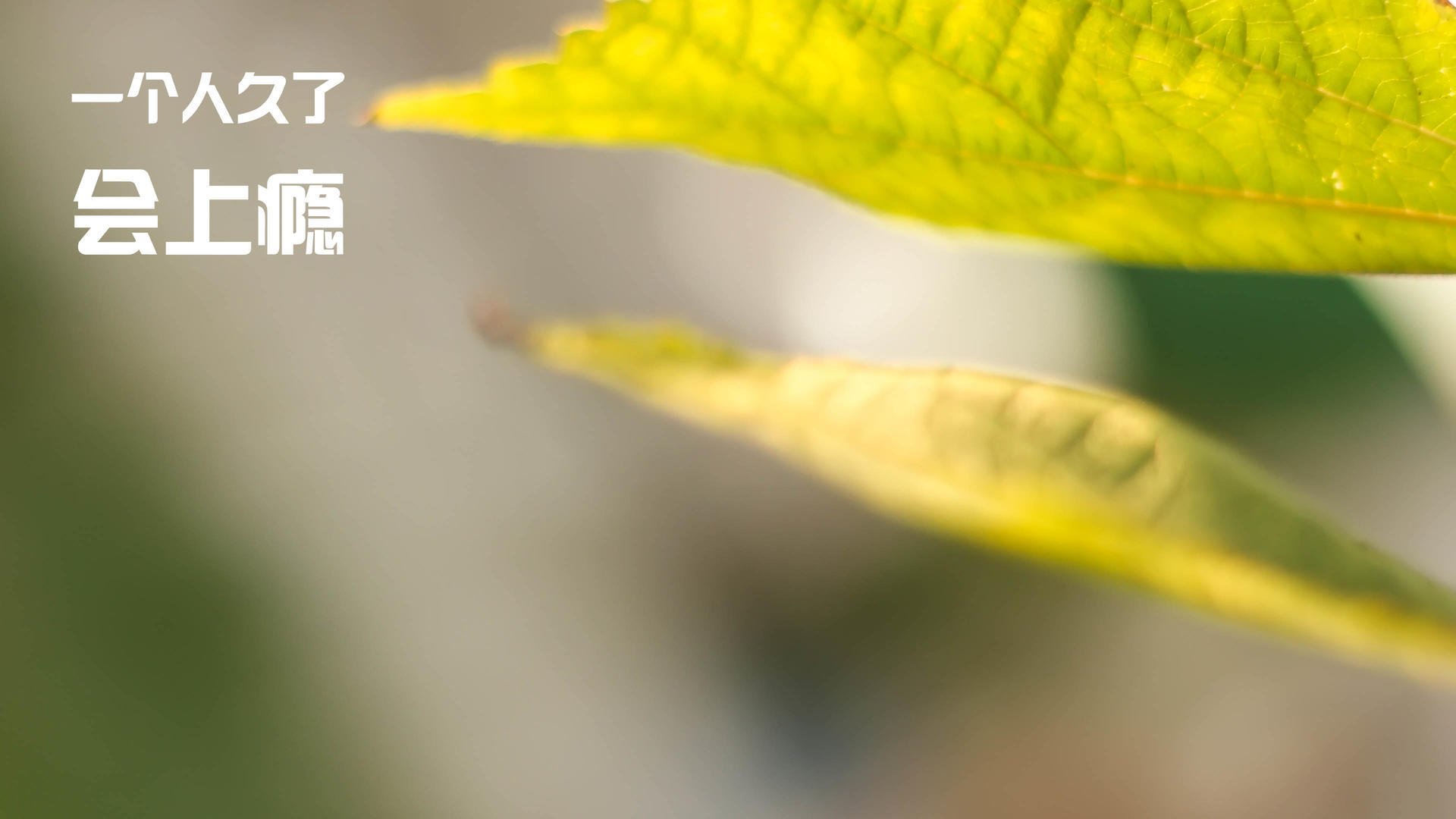 尼克斯斩落开拓者,利拉德用孤傲一战诠释篮球的残酷与传奇