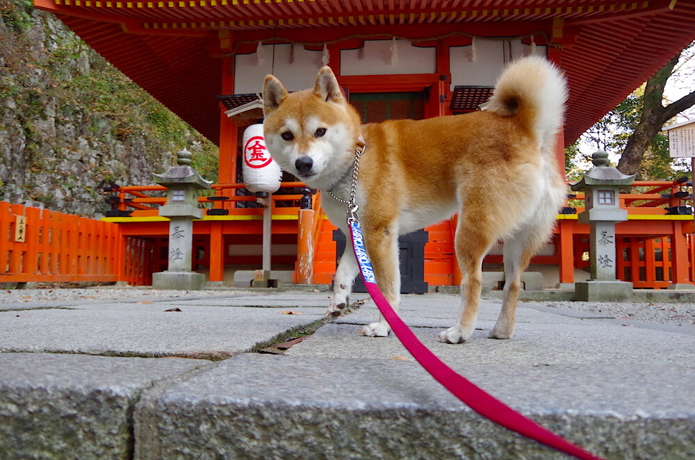 末节风暴!森林狼窒息防守逆转骑士,东决门票在望