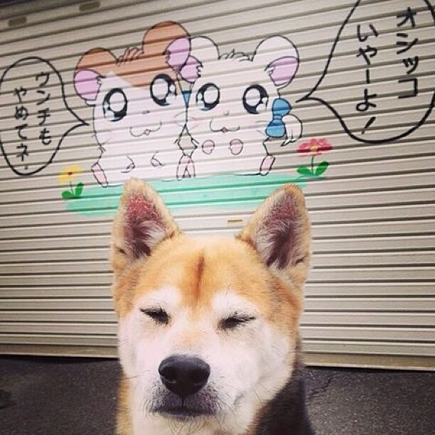 赛场上的指挥家，阿什拉夫如何引领加拿大对阵伊朗的节奏风暴