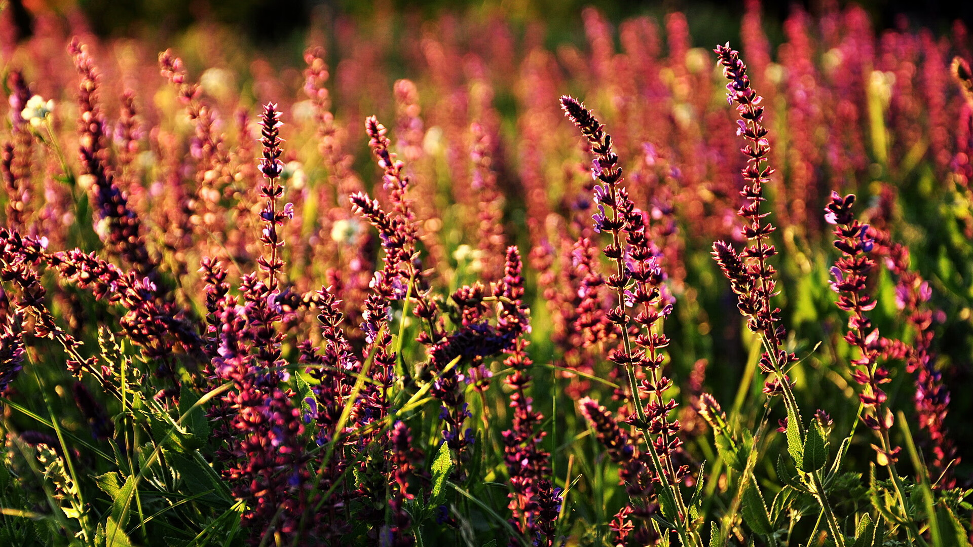 开云体育app-绿茵烽火与篮坛硝烟，争冠路上的封锁与突围