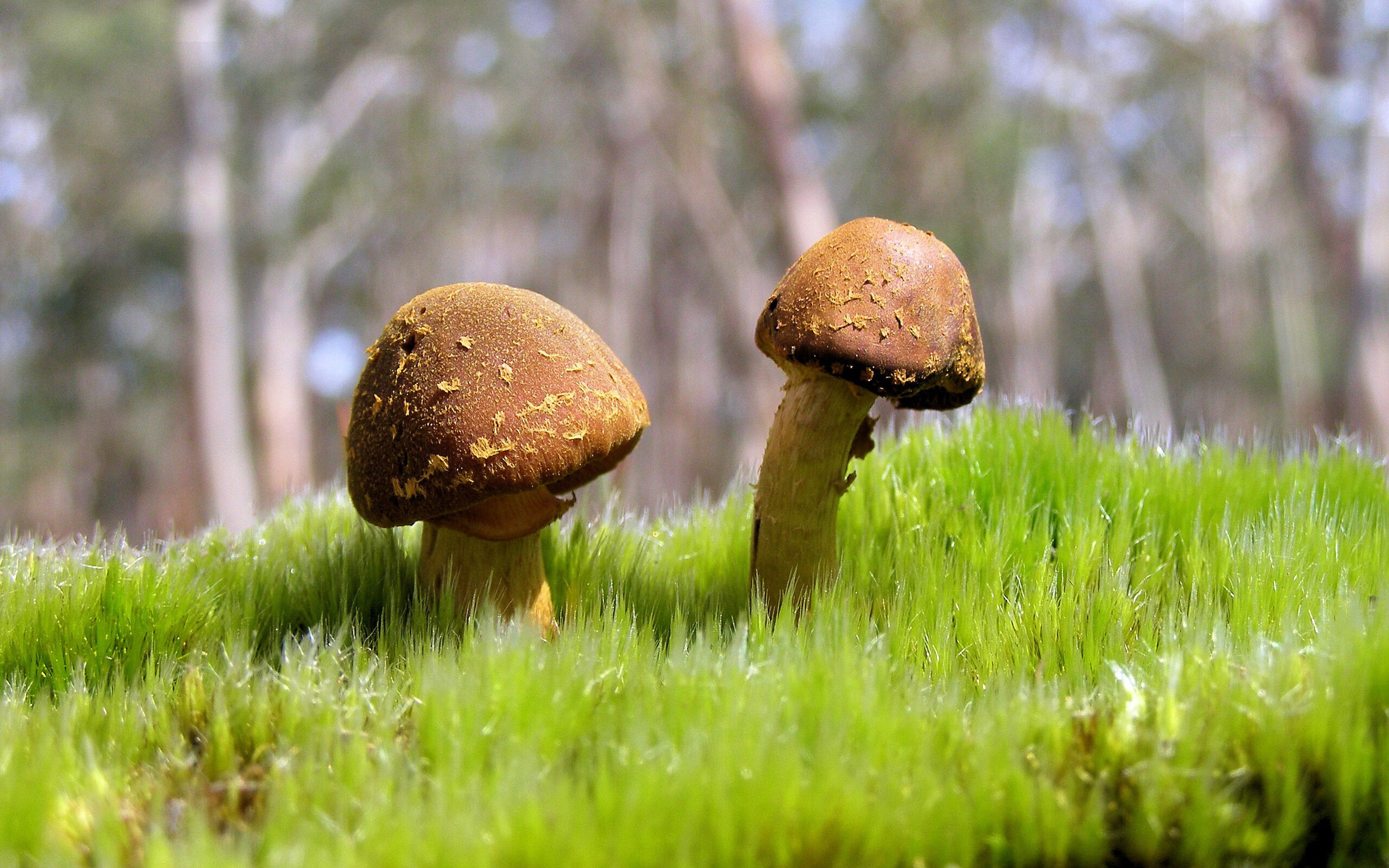 钢铁意志与淬火利刃，毕尔巴鄂如何用锁链防守与特奥一击制胜