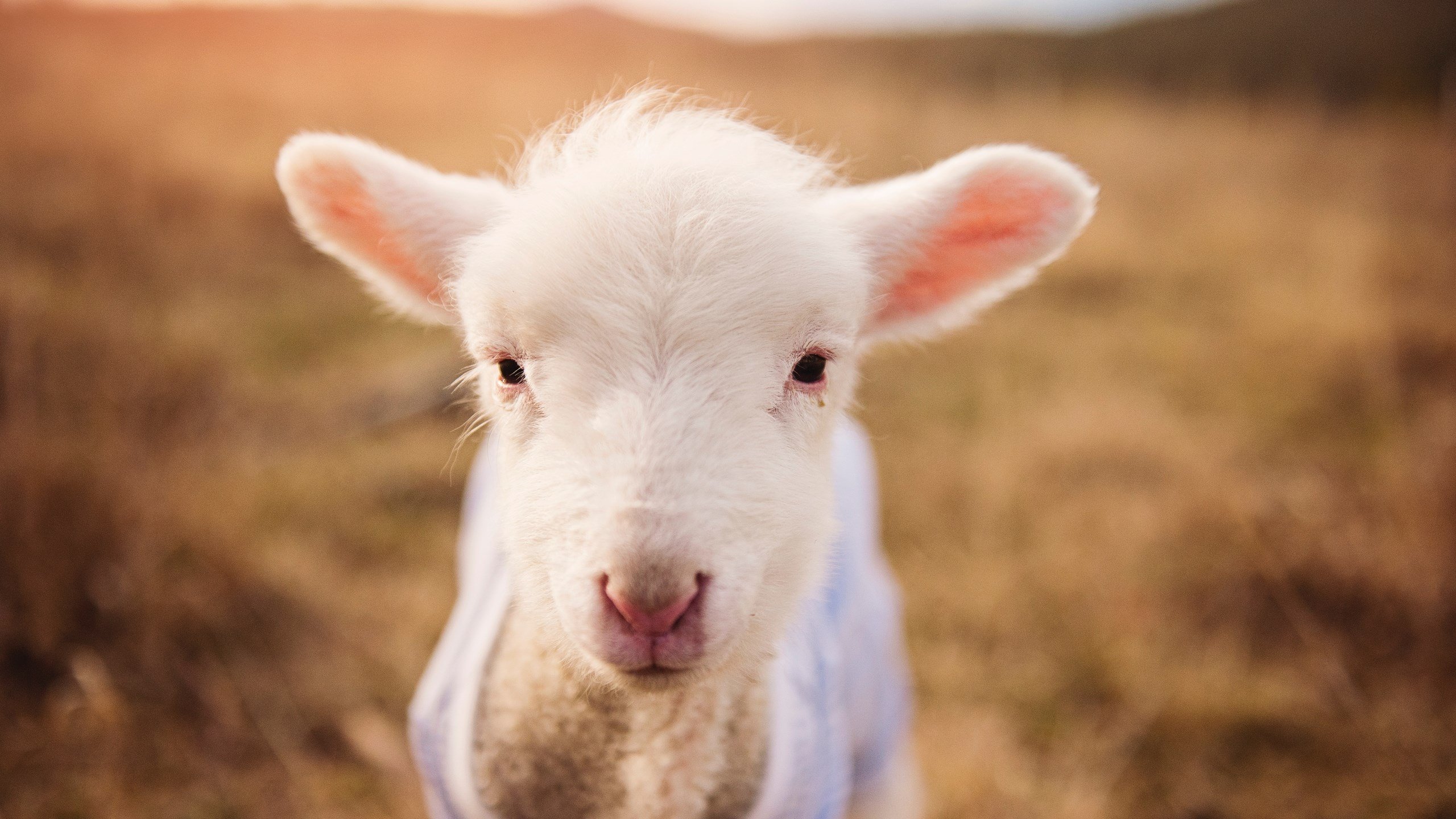 英超争冠，狂飙与静谧的角力，克罗地亚式掀翻的多维启示