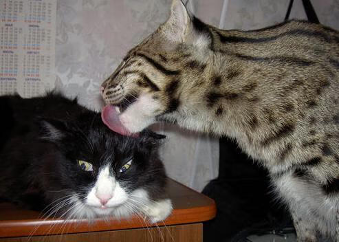 阿拉巴一锤定音，奥地利在尼斯让马里早早梦碎