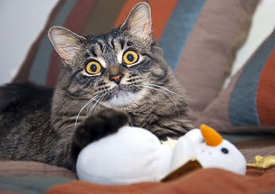 跨越赛场的心脏，从圣保罗到抢七战场，论冠军的两种稳稳拿下