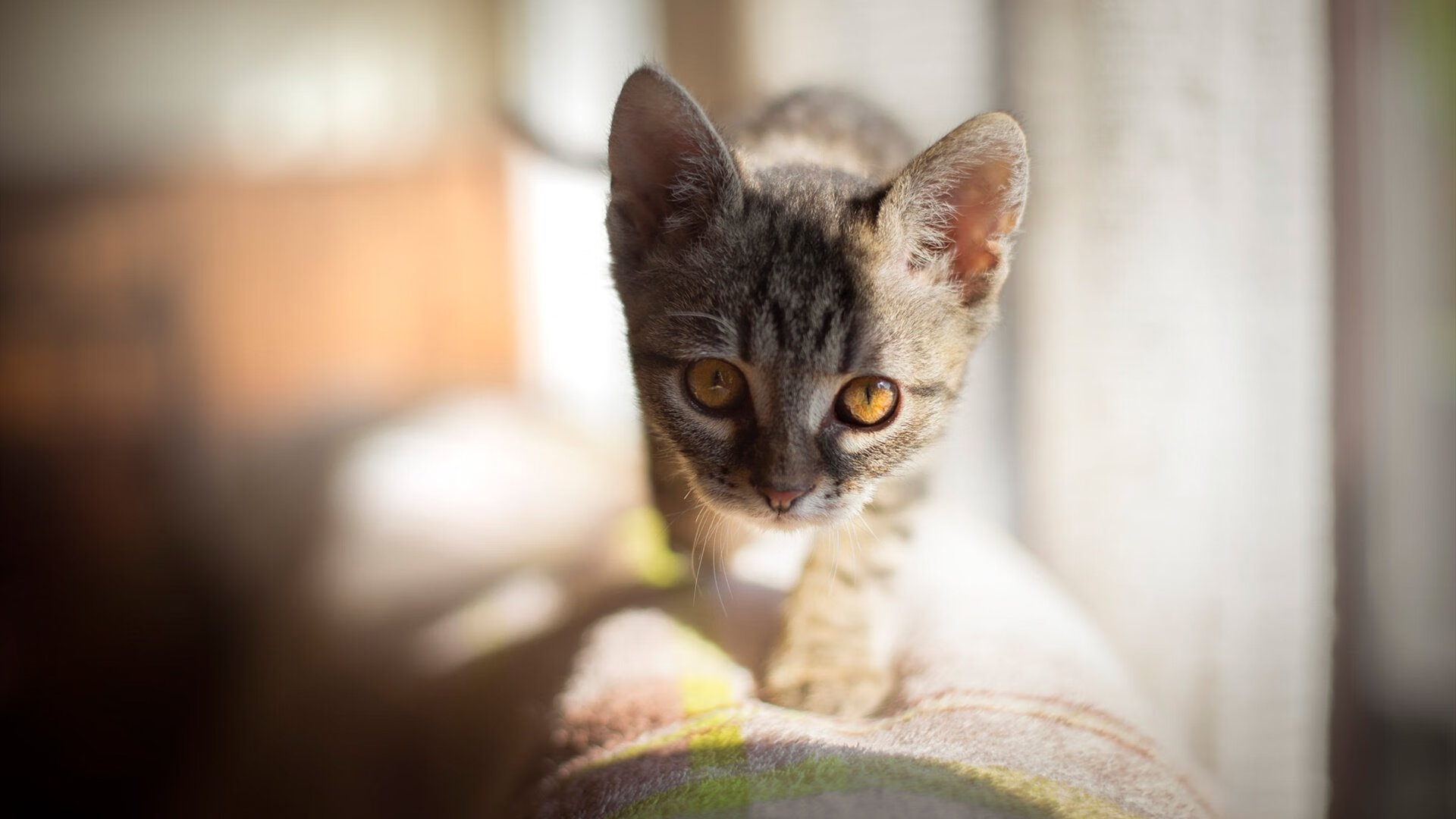 字母哥数据全面爆炸，雄鹿主场大胜马刺