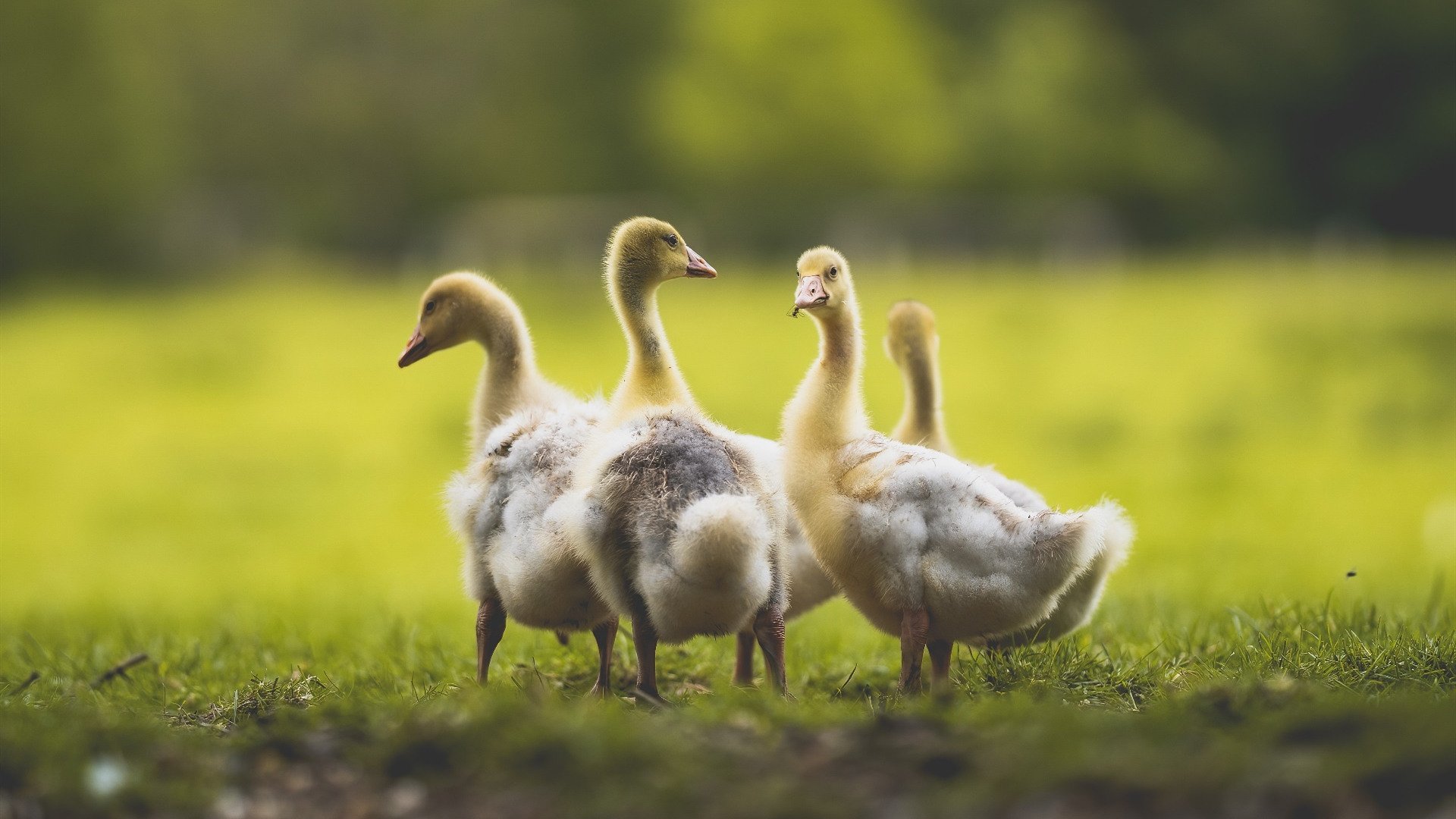 开云官网-加勒比黑马撼动北美大陆，哥斯达黎加硬仗击退皇家社会阴影