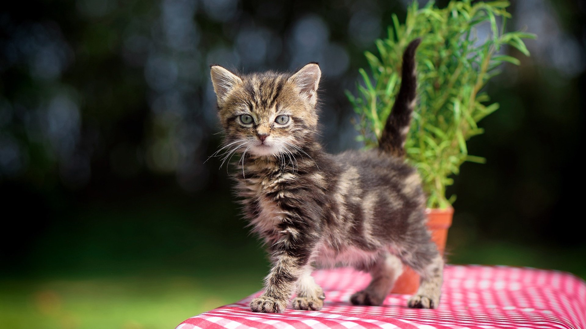 闪耀于奥运之门前的关键时刻，班凯罗的完美加冕之夜