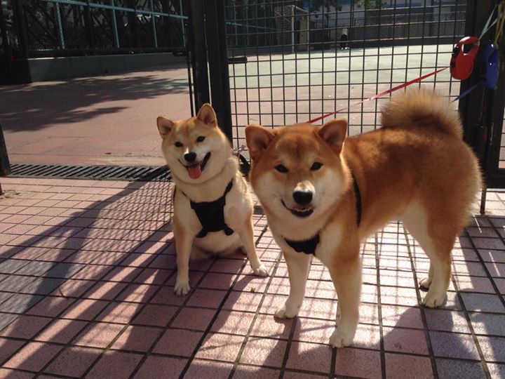 当恩比德戴上王冠，东决G7，一位国王如何驯服芝加哥公牛