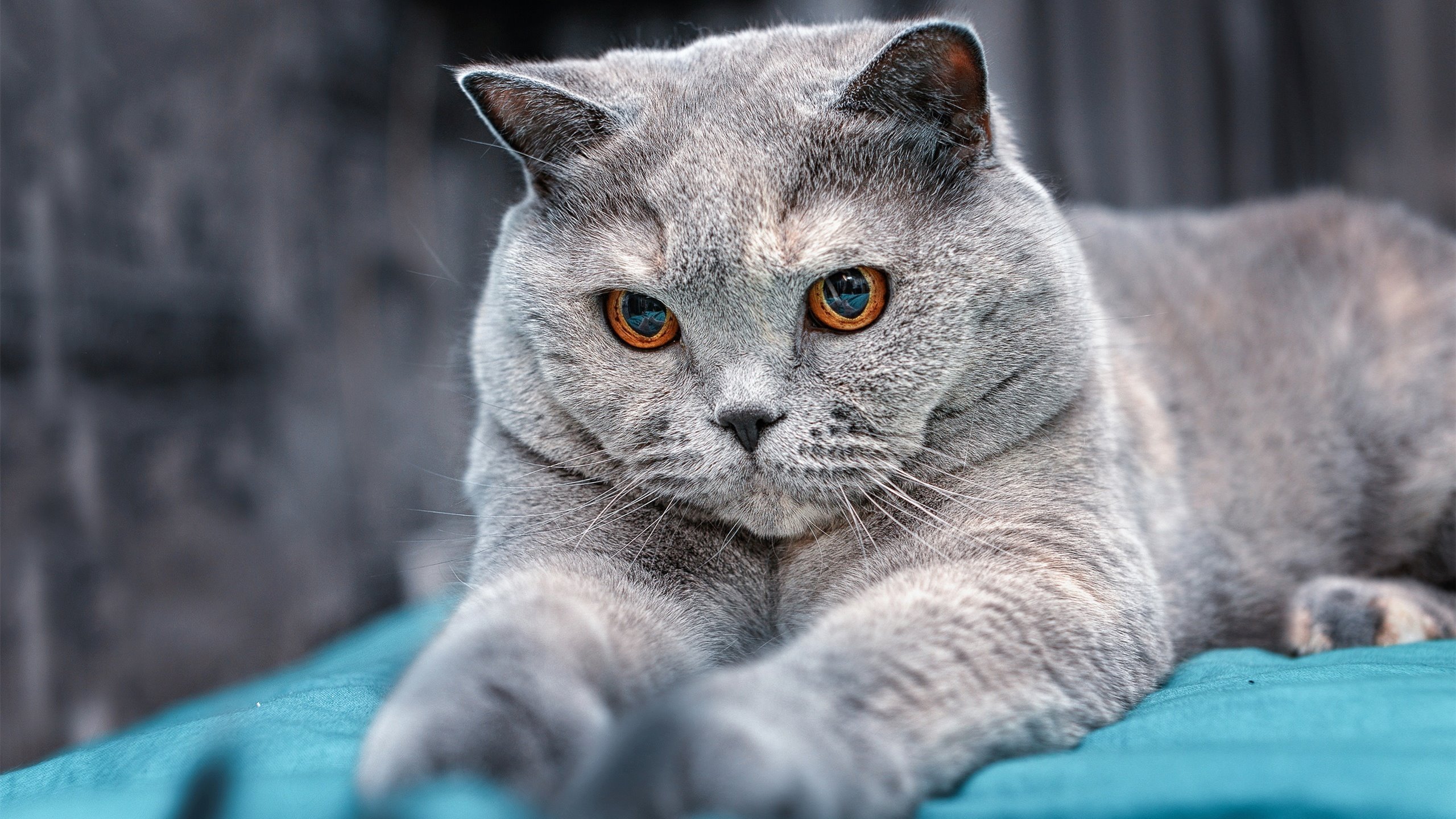 勇士对阵吉林队，约基奇进攻端无人可挡的统治表演